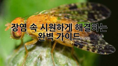 장염, 속 시원하게 해결하는 완벽 가이드